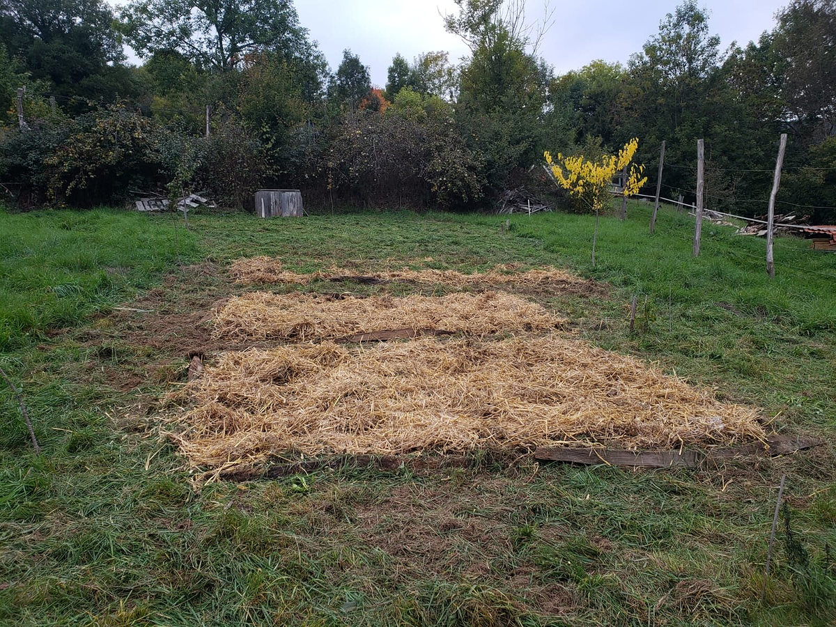 Une planche de culture rectangulaire recouverte de paille, au milieu d'une prairie.