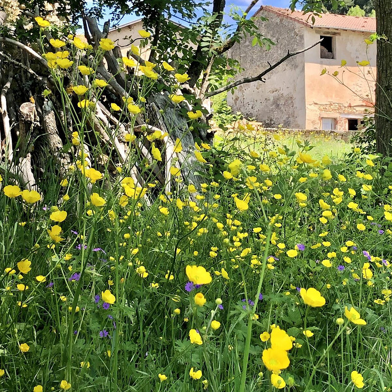 Une prairie de boutons d'or devant une maison de pierre.