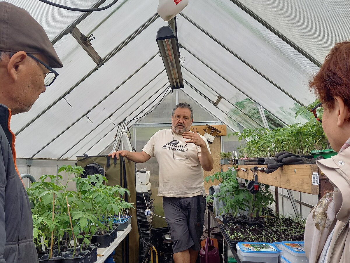 Trois personnes discutent dans une serre, autour de tables couvertes de plants de tomates.