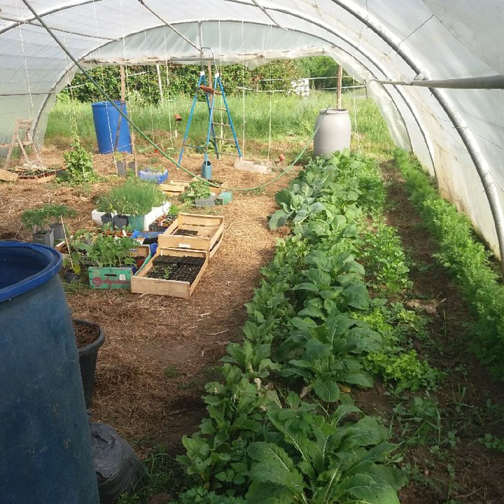 L'intérieur d'un tunnel maraîcher, avec des rangs de salades et de choux.